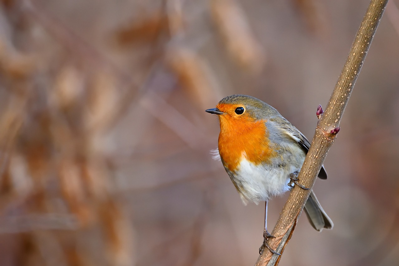 The Best Spots for Bird Watching in Everglades National Park